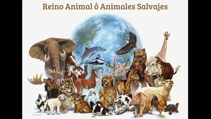 Mira cómo este tiburón mató a otro