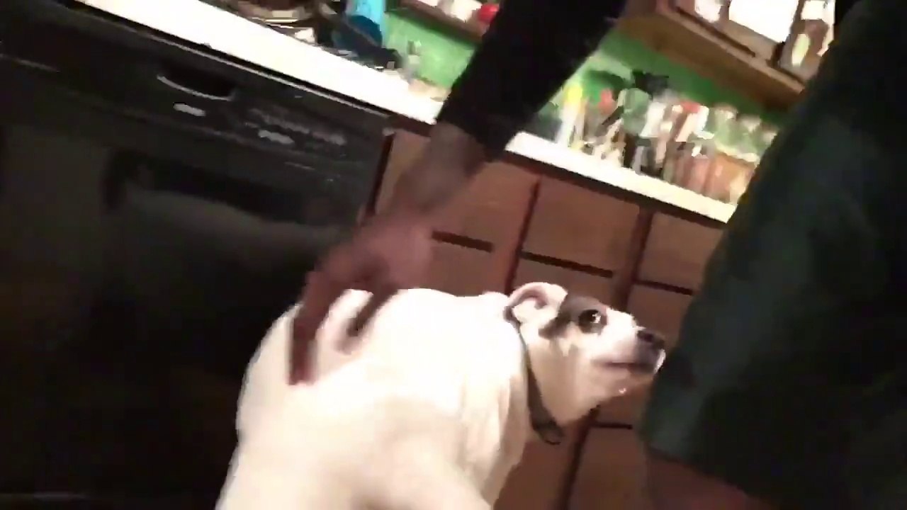 Kız Arkadaşından Kıskanan Köpek