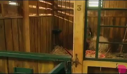 Grand Galop - Hey Hey What You say