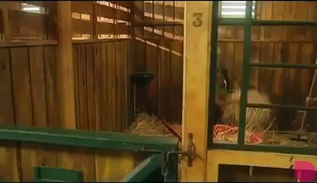 Grand Galop - Hey Hey What You say