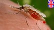 How self-destructing mosquitoes may be used to stop the Zika virus