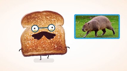 Познавательно-развлекательное шоу \"Умная тарелка\". Выпуск 1