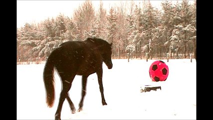 Tammy (Tamouretanzer) ,son ballon et moi!!  ,Pouliche Trakehner, fille de Hailo*Pg*E* x Tanzfee par Kaspareit et Tariana par Graditz *E*
