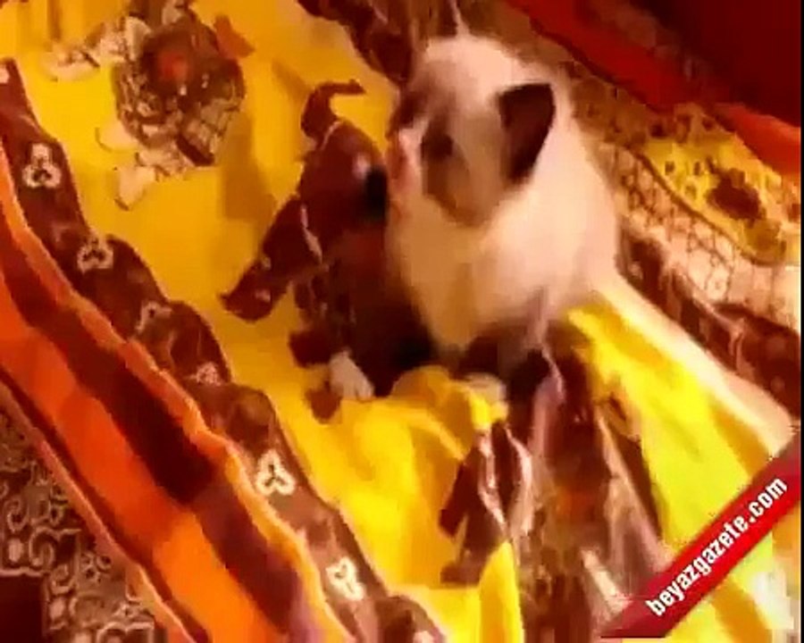 Elektrikli Süpürgeden korkan yavru kedi