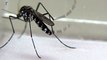 Mosquito-borne Zika virus 'spreading explosively'