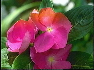 Baby Einstein 1997 VHS