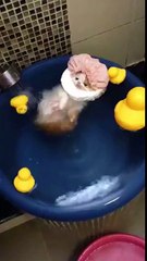 Cat Takes a Soothing Bath With Rubber Duckies