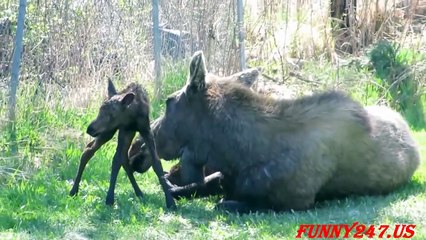 Mommy Moose Gives Birth to Twins!