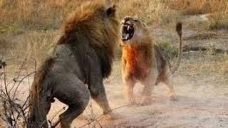 Blind Lioness Expert Killer _ National Geographic Documentary
