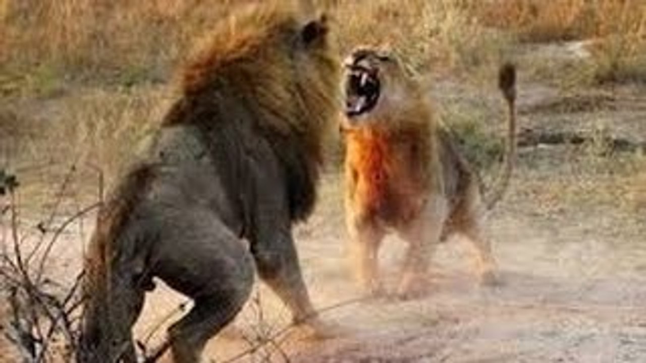 Blind Lioness Expert Killer _ National Geographic Documentary