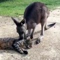 The kangaroo wants to play with the cat, but the feline is not in a mood!
