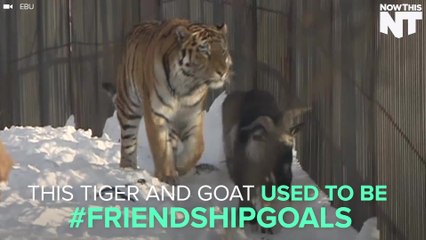 A Tiger And Goat Are No Longer Friends