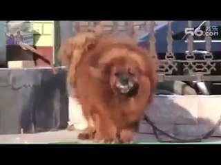 หมาดุร้ายที่สุดในโลก ทิเบตัน มาสทิสส์ Tibetan Mastiff Attack!!!