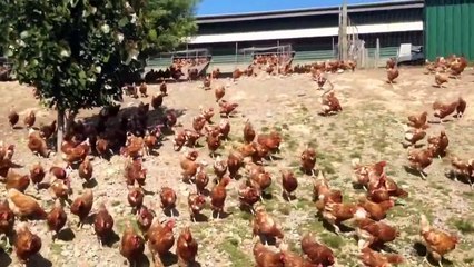 This Is What A Chicken Farm SHOULD Look Like (And It's Kind Of Majestic)