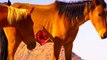 Animal video Wild Horses in Africa {REALLY WEIRD} ☆ Documentary National Geographic ☆