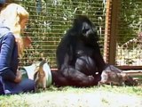 A Conversation With Koko The Gorilla: Full Documentary