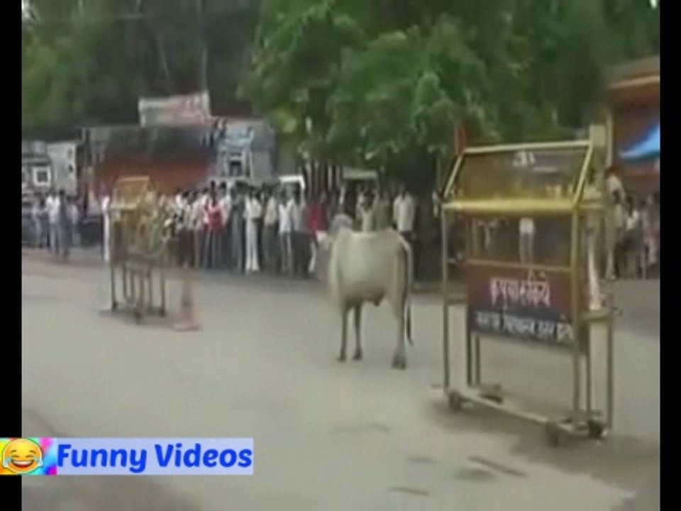 Funny Tufani bafflo very funny video