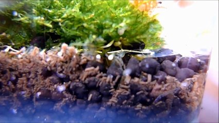 絶対に【UMA・恐怖の未確認生物映像集2015総まとめ１】観るな　UFO、宇宙人もビックリな衝撃映像！これら恐怖の未確認生物？UMA、映像集総まとめパート1