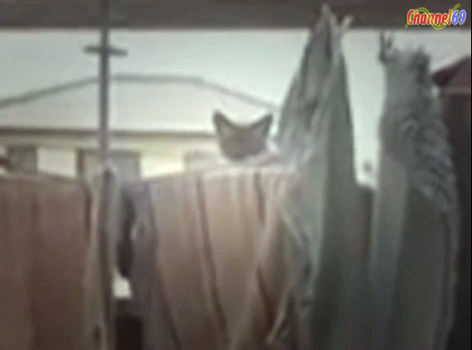 Cat Jump Fail with Music Sail by AWOLNATIONhot video