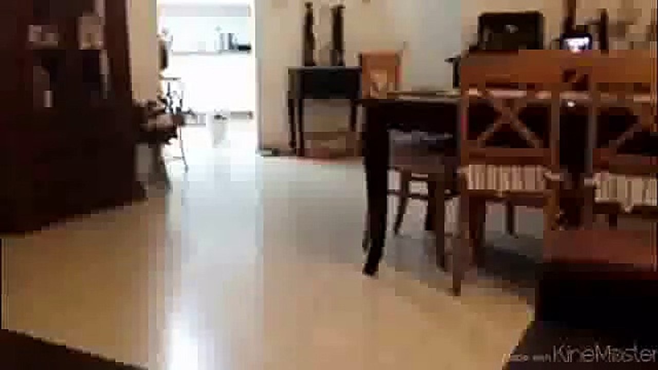 Dog Jump Fail Funny Video 2014