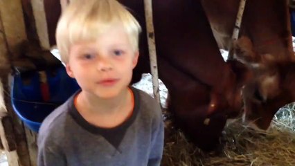 Cow Is Not Impressed With Kid s Moo