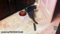 cats terrified of cucumbers