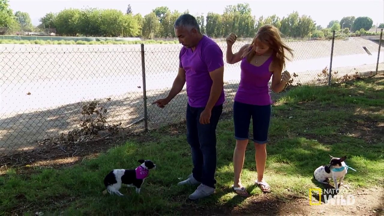 Cesar 911