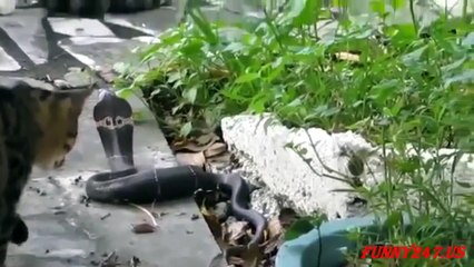 Cats & Snakes Fighting Real Life ☆ Animals Attack