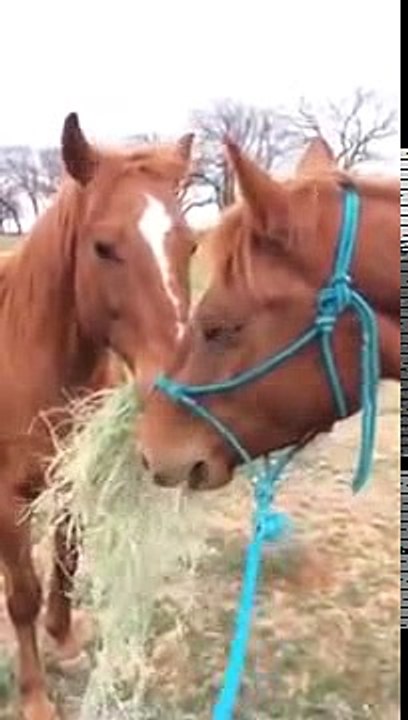 Horse love