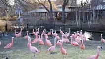 North American Pink Flamingos - It\'s all happening