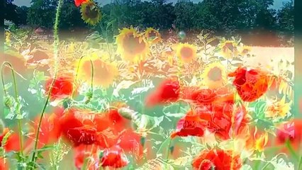 OJCZYZNA MA - Ks.  STEFAN CEBEREK