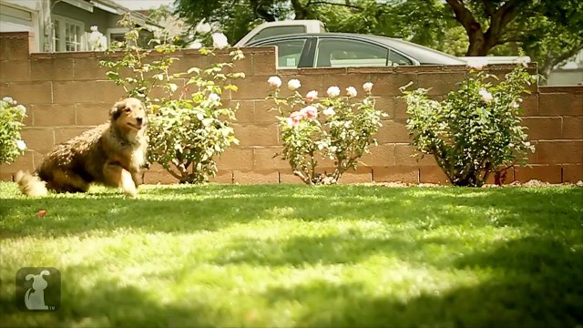 Carly Rae Jepsen - Call Me Maybe - Pet Parody