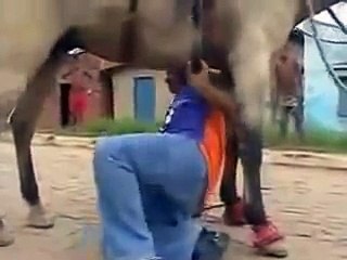 Bebado mata de rir não consegue montar no cavalo