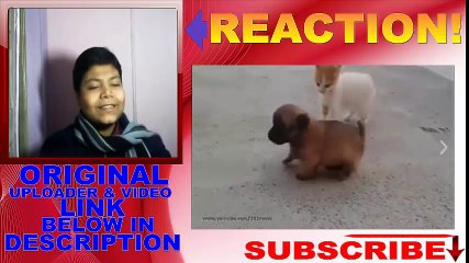 Cute kittens  small dog REACTION!