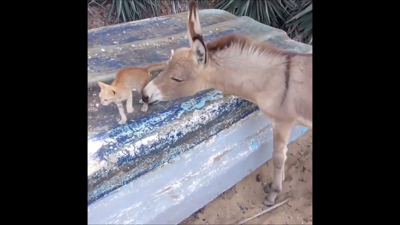 Un chaton et un ane se font des calinous... Meilleurs amis du monde