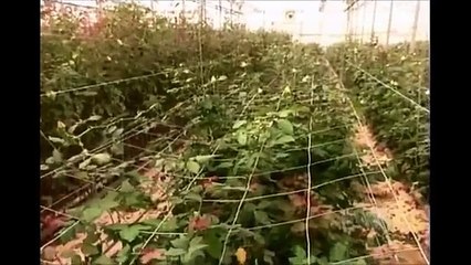 How Its Made Fresh Cut Flowers