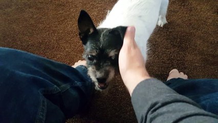 Un chien très moche et en plus agressif!