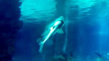 Un requin dévore un autre requin dans un aquarium en corée du sud