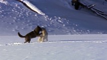 Loups coincés l'un dans l'autre pendant 30 min après s'etre reproduit