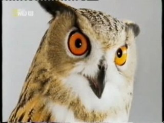 Vuelo silencioso: Las alas del buho