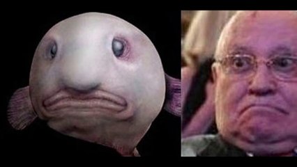 Самое уродливое существо в мире.  Рыба - капля