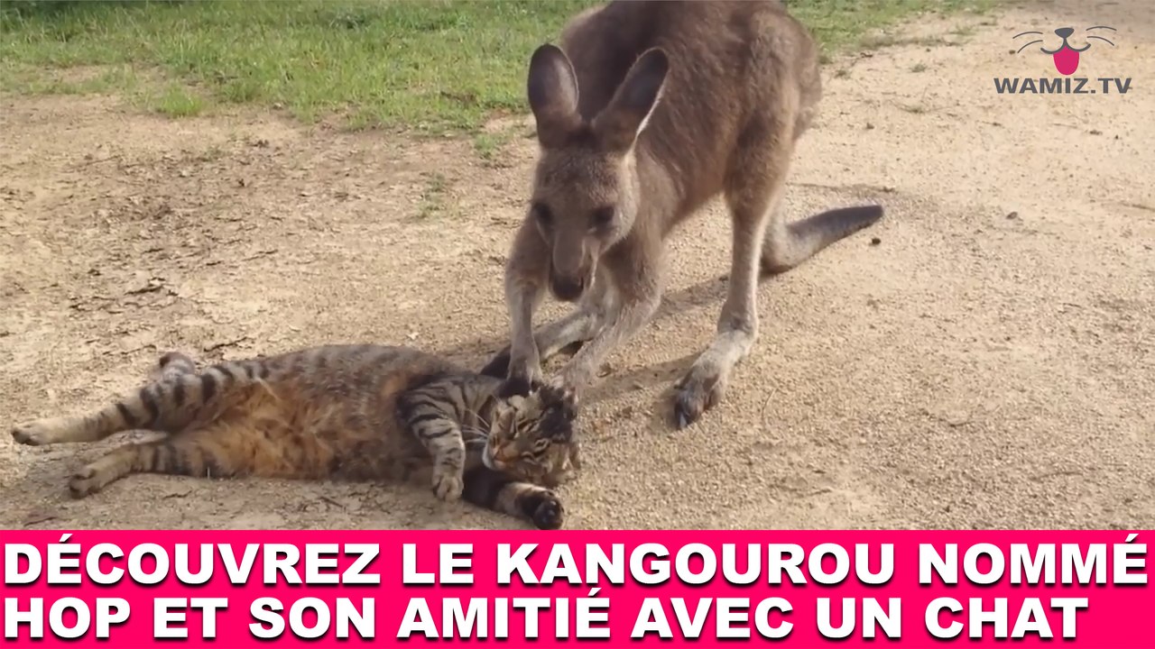 Découvrez le kangourou nommé Hop et son amitié avec un chat ! Tout de suite dans la minute chat #114
