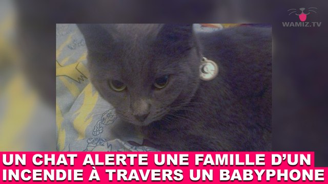 Un chat alerte une famille d'un incendie à travers un babyphone ! L'histoire dans la minute chat #115Un chat alerte une famille d'un incendie à travers un babyphone ! L'histoire dans la minute chat #115