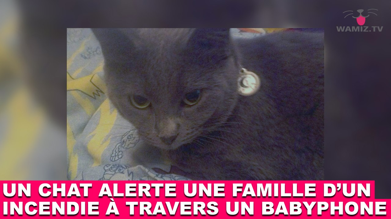 Un chat alerte une famille d'un incendie à travers un babyphone ! L'histoire dans la minute chat #115Un chat alerte une famille d'un incendie à travers un babyphone ! L'histoire dans la minute chat #115