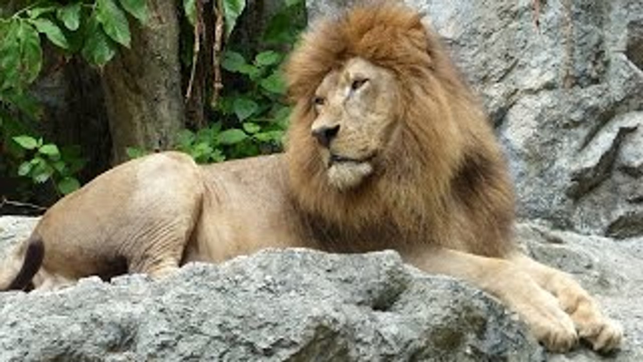 Lion Life Video: All About Lions (Lion Facts for Kids)