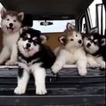 Cute Siberian Puppies are Shaking their heads heart touching.