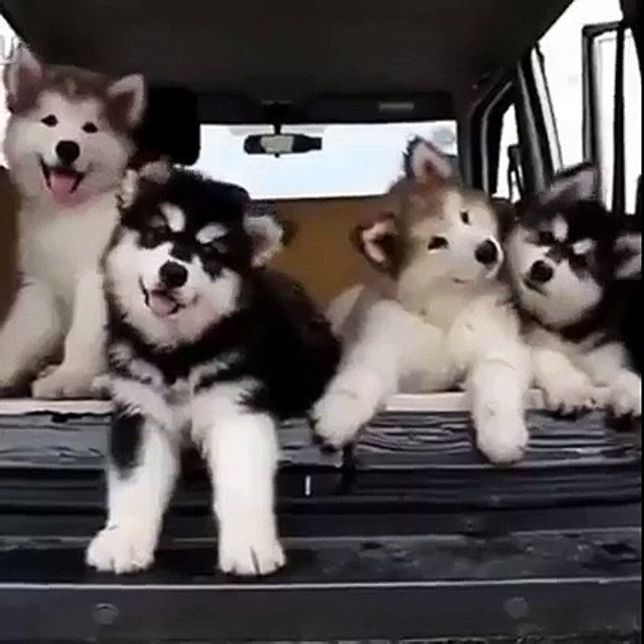 Cute Siberian Puppies are Shaking their heads heart touching.