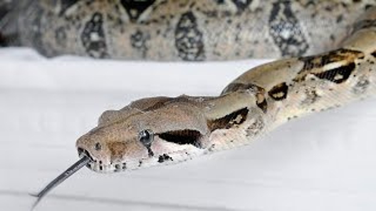 Animal Life Video: The Reptiles Documentary (Snake Documentary Full Length)