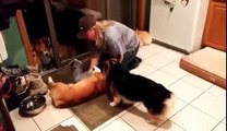 Corgis Wait in Line to be Dried Off