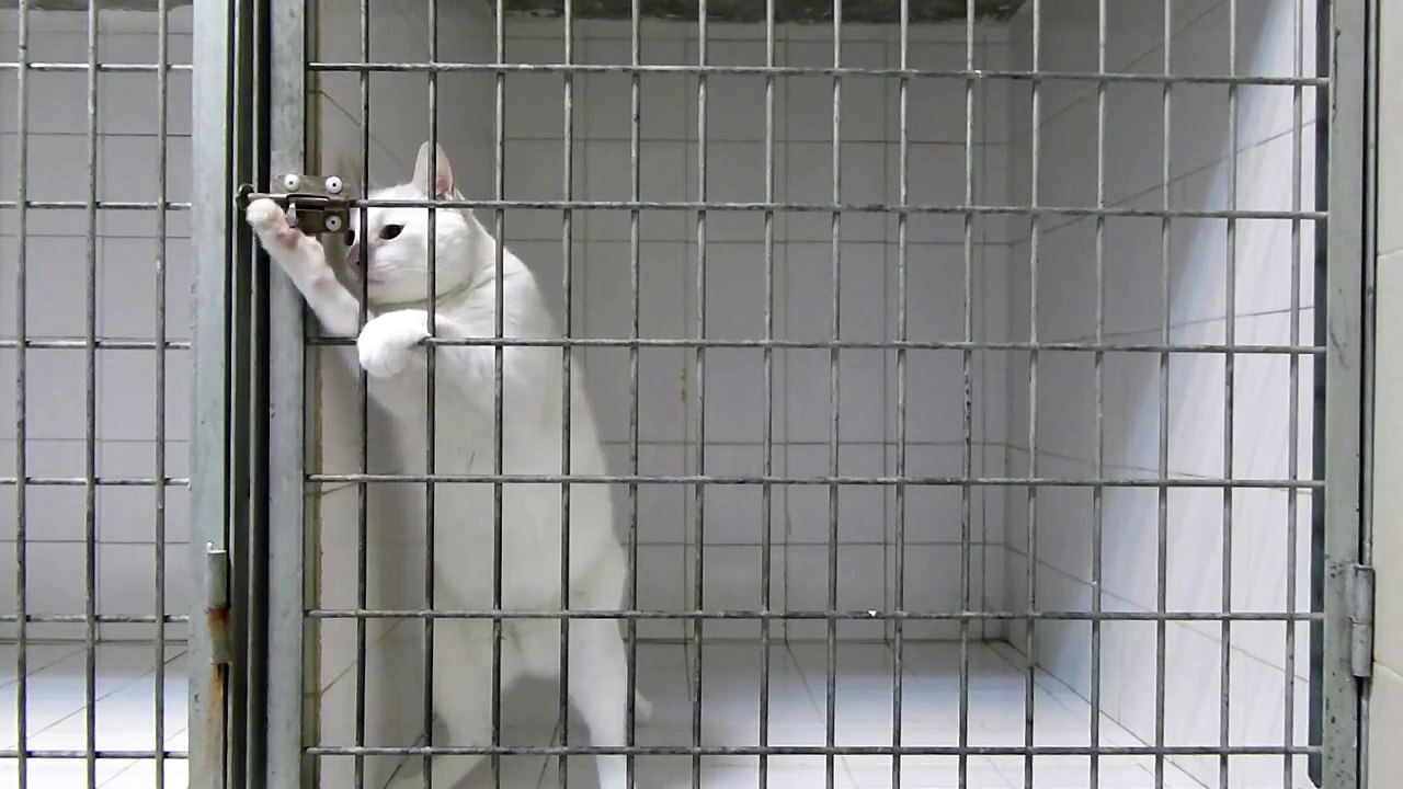 Кот сам открыл клетку и сбежал. Смотри